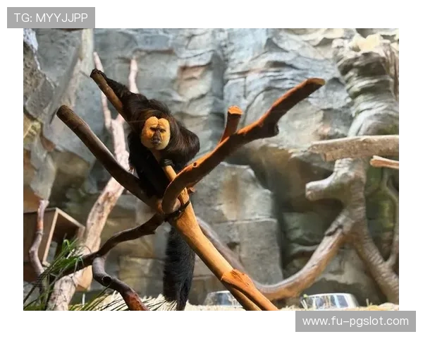 爱玩游戏的小辉化身探险达人开启疯狂动物园奇妙冒险之旅 爱玩游戏的小辉化身探险达人开启疯狂动物园奇妙冒险之旅